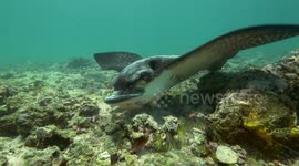 Eagle ray seen munching prey on Ecuadorian seabed
