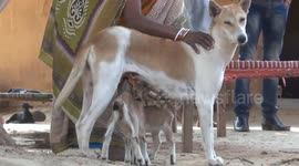 Mother dog adopts goat kids after losing her puppies in south-east India