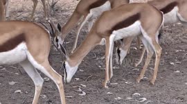 Springbuck gazelle eating Acacia pods sounds like their eating Kellogg's corn flakes!