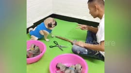 Pug plays rock, paper, scissors with owner to 'win' her babies back