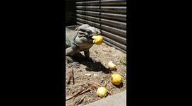 Iguanas eat guavas! Reptile eats fruity treats in Texas