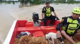 Heartwarming moment rescuers save stray dogs stranded in floods from tropical storm in Thailand