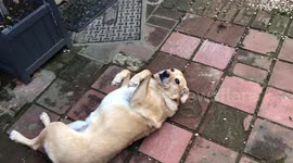 Hilarious cute dog rolls on her back when told she has to go in the car for a walk