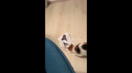 Cat with a plastic bag