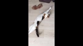 Cat hugging a shoe