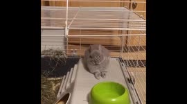 Bunny’s nightmare