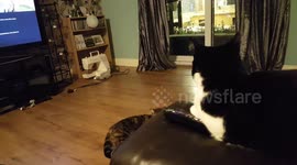 Cat with tv remote