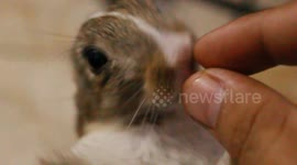Adorable baby bunny enjoys nibbling on peas