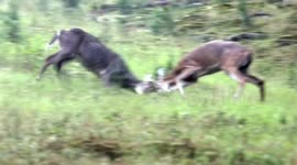 Battle of the Young Bucks