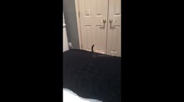 Cat surprises owner