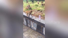 姜还是老的辣 大猴子嫌浪费  现场指导小猴子喝矿泉水