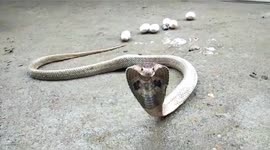 Spectacled cobra regurgitates six eggs and a mouse during rescue in east India