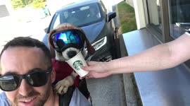 Adventure loving pooch cruises around Canada on his owners back in 'doggles'