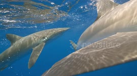 Close shark encounter