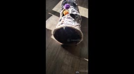 Kitty play