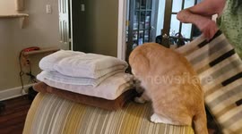 Cat Won't Let Human Touch His Towels