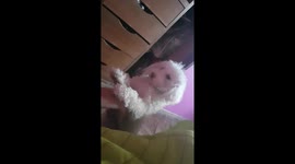 Cute dog