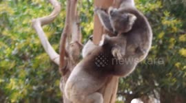 Koala Disagreement