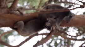Koala Fight