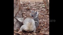 Insane moment KOALAS get into vicious brawl at Australian animal sanctuary