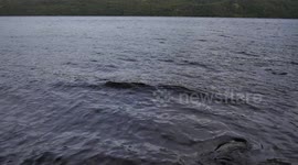 Loch Ness Monster may be giant eel after scientists analyse DNA from waters of Loch Ness