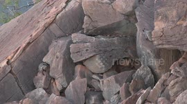 Beautiful, endangered Rock Wallabies at Home