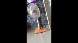 Cat Climbs Onto Electric Fan