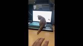 Surprised Kitten Jumps Off Owner's Laptop