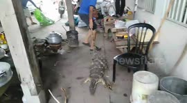 Pregnant monitor lizard rescued from Thai wasteland