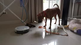 Pet dog baffled by robot vacuum cleaner in Thai home