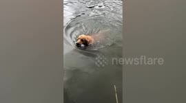 Community-minded pet dog paddles through canal to pick up rubbish in Thailand