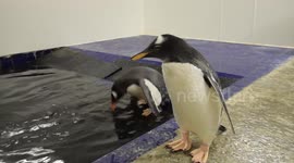 Rare Gentoo penguin chick takes first swimming lesson at the National Sea Life Centre in Birmingham