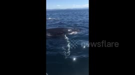 Fishermen off Australia's coast encounter group of whales