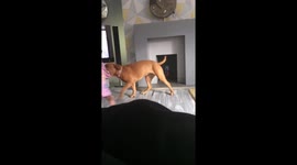 Savage attack on child