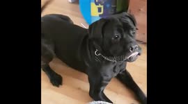 Blue balls