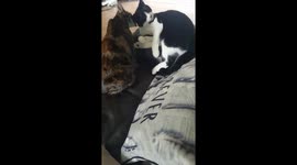 Kitty cuddles then kitty scrap