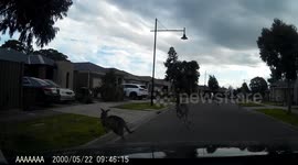 Bizarre moment mob of kangaroos halt driver passing through Melbourne suburb