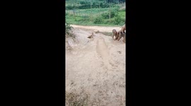 Kids in the high mountains playing with the self-made slide bridge from mud