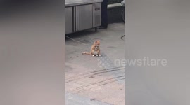 Cat does Asian squat on Chinese street