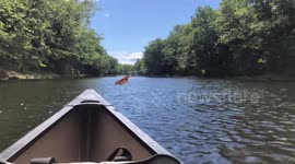 Butterfly on the Saco River in Maine