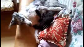 Puppy winding up his friend and talking to each other