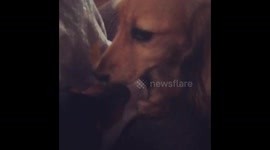 Needy girlfriend - Cute Dachshunds