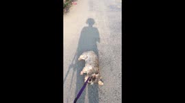 Dachshund refuses to walk