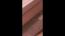 Sand lizard intercourse
