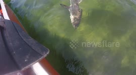 Small Shark With a Remora