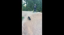 Funny moment enthusiastic dachshund chases owner around BMX track