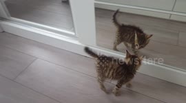Adorable kitten reacts to seeing reflection for first time