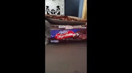 Fat kitten gets stuck in mcvities tube