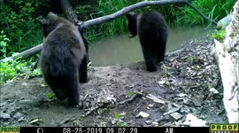 bear cubs and momma cub moves camera