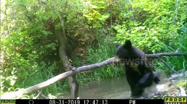 Black bears of August 31, 2019